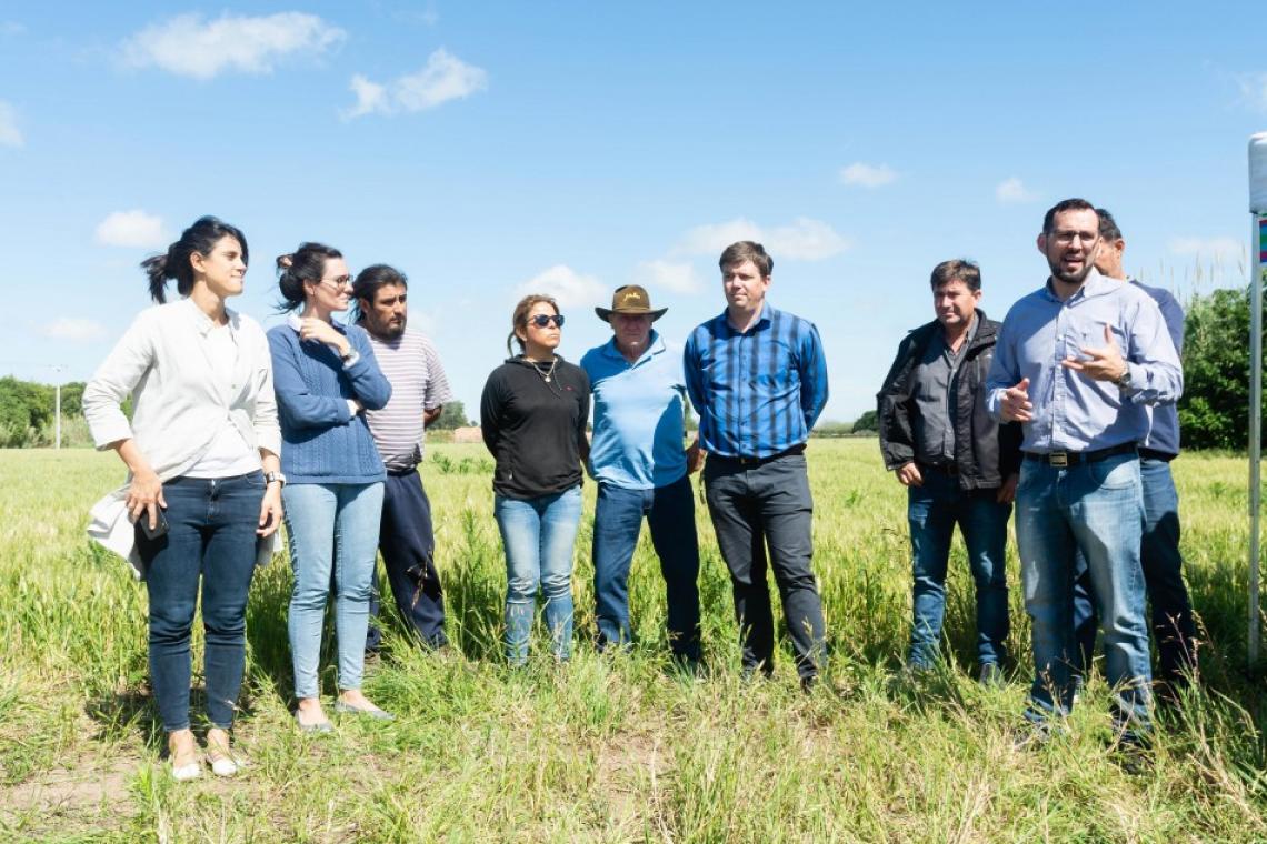 En el Cinturón Verde de Rosario ya se siembra trigo agroecológico